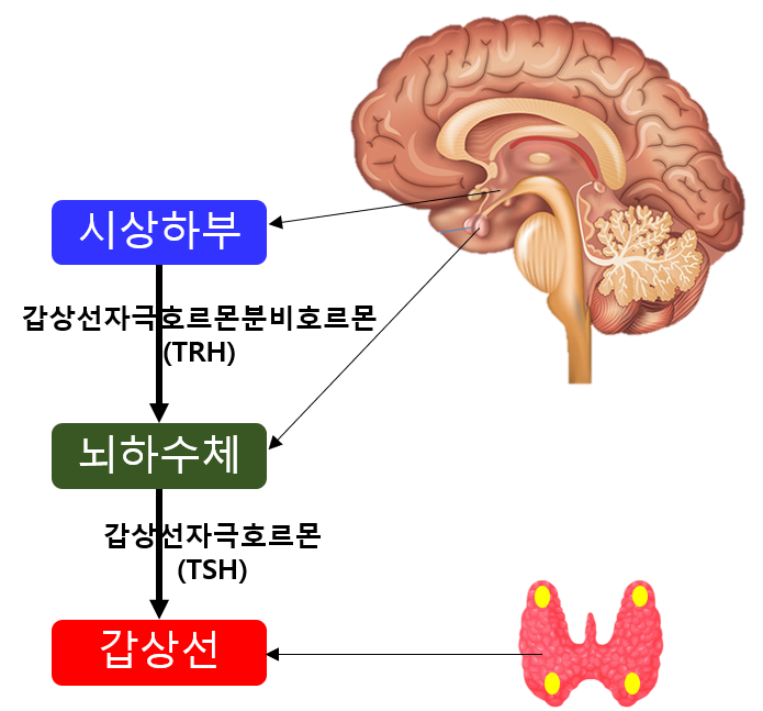 갑상선 호르몬의 생성 과정