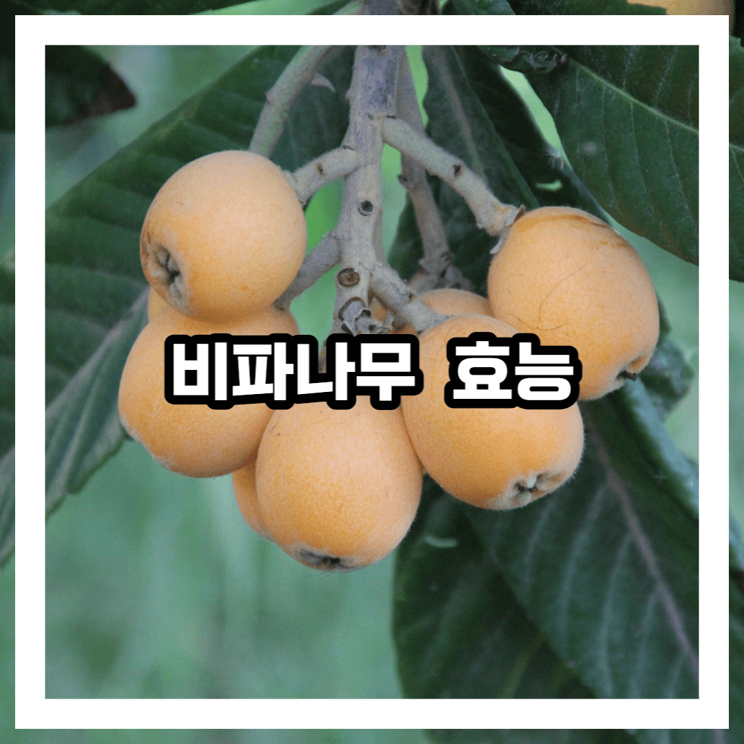 비파나무 열매 사진 썸네일