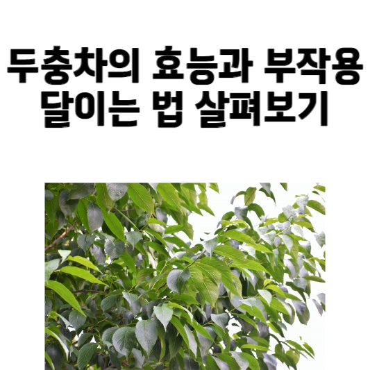 두충차의 효능과 부작용, 달이는 법