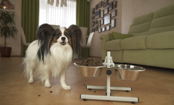 계절별 반려견 관리 꿀팁! 사계절 모두 안전하고 건강하게