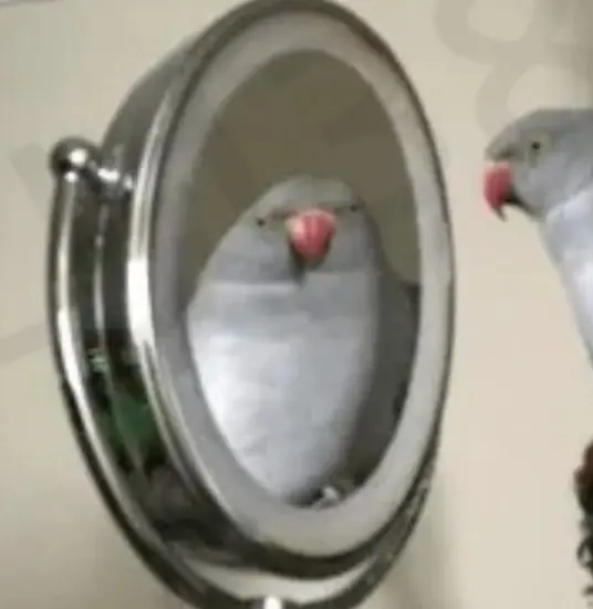 쳐다보는 앵무새