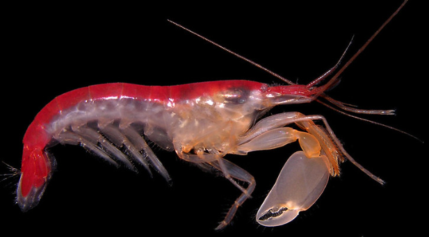 소리로 사냥하는 딱총새우의 물리 현상과 공생 생활