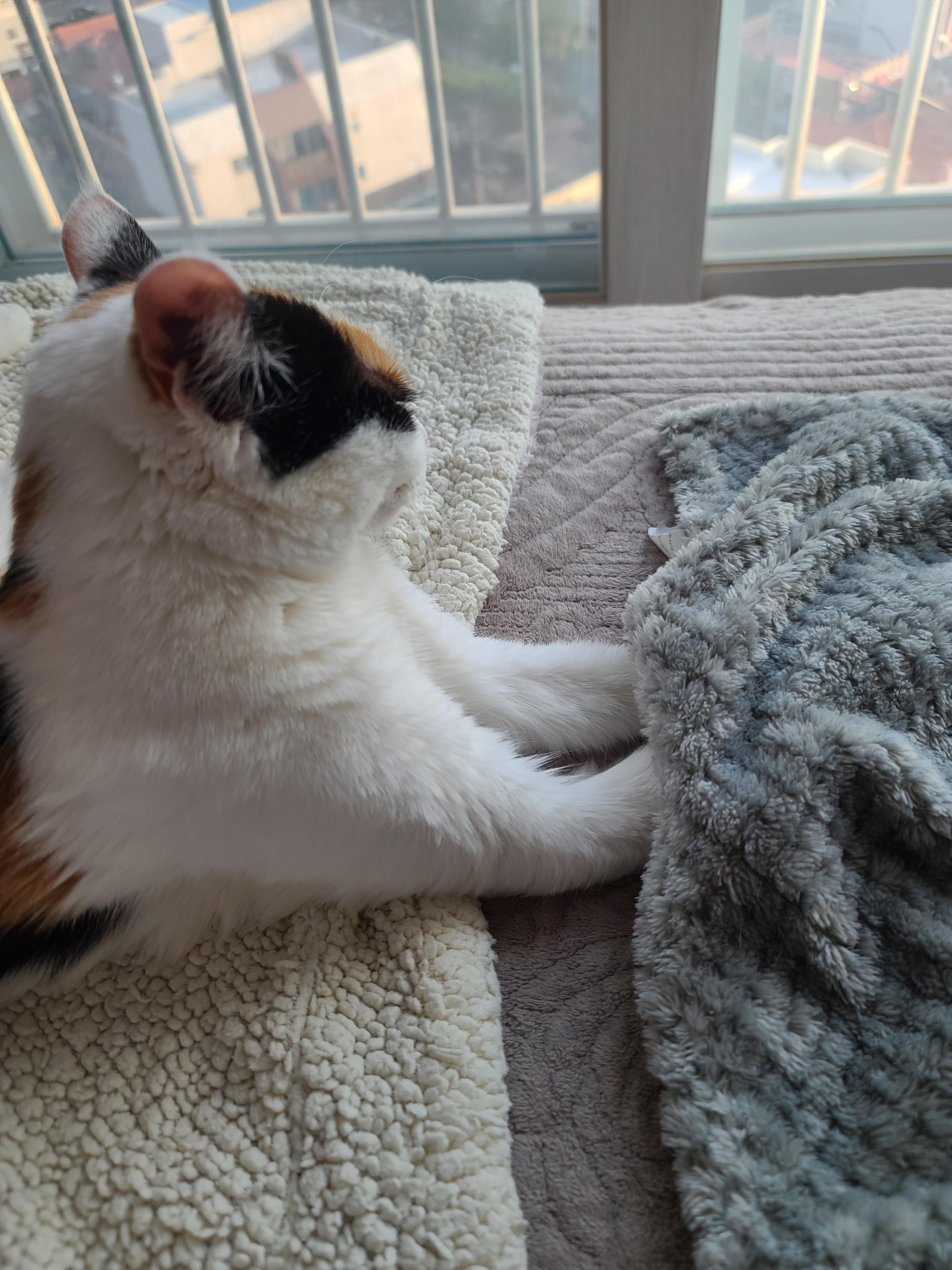 고양이들의 찜질의 계절이 다가왔다!