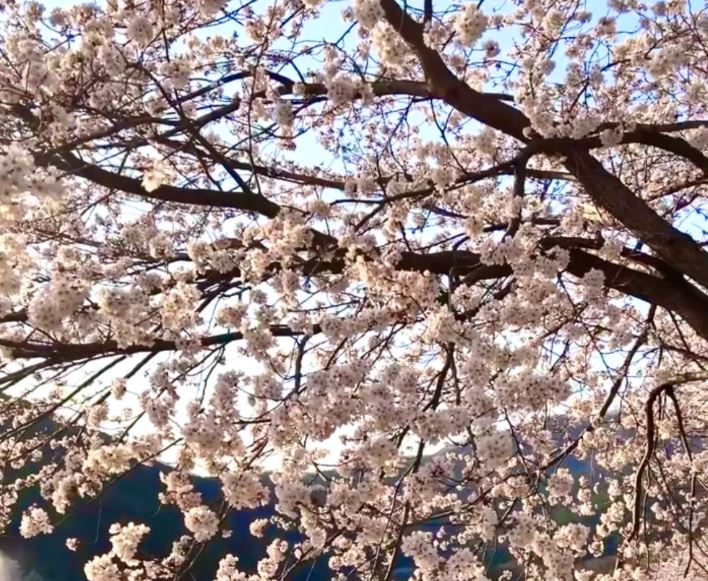 전남 화순 벚꽃