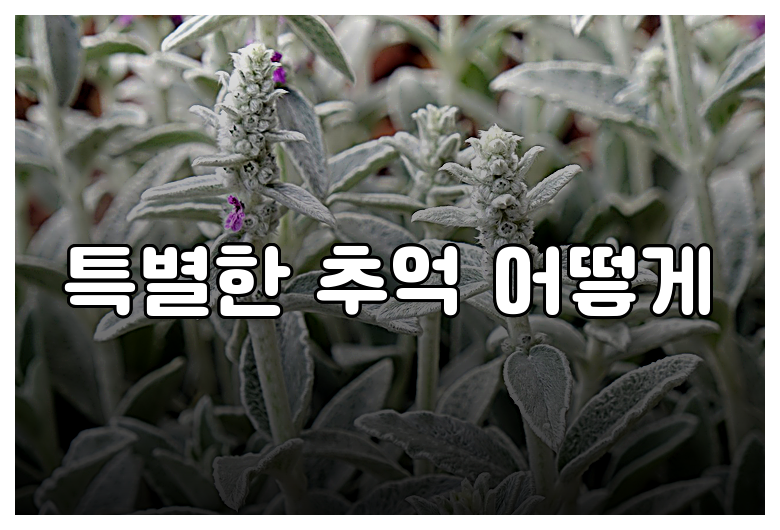 특별한 추억 어떻게