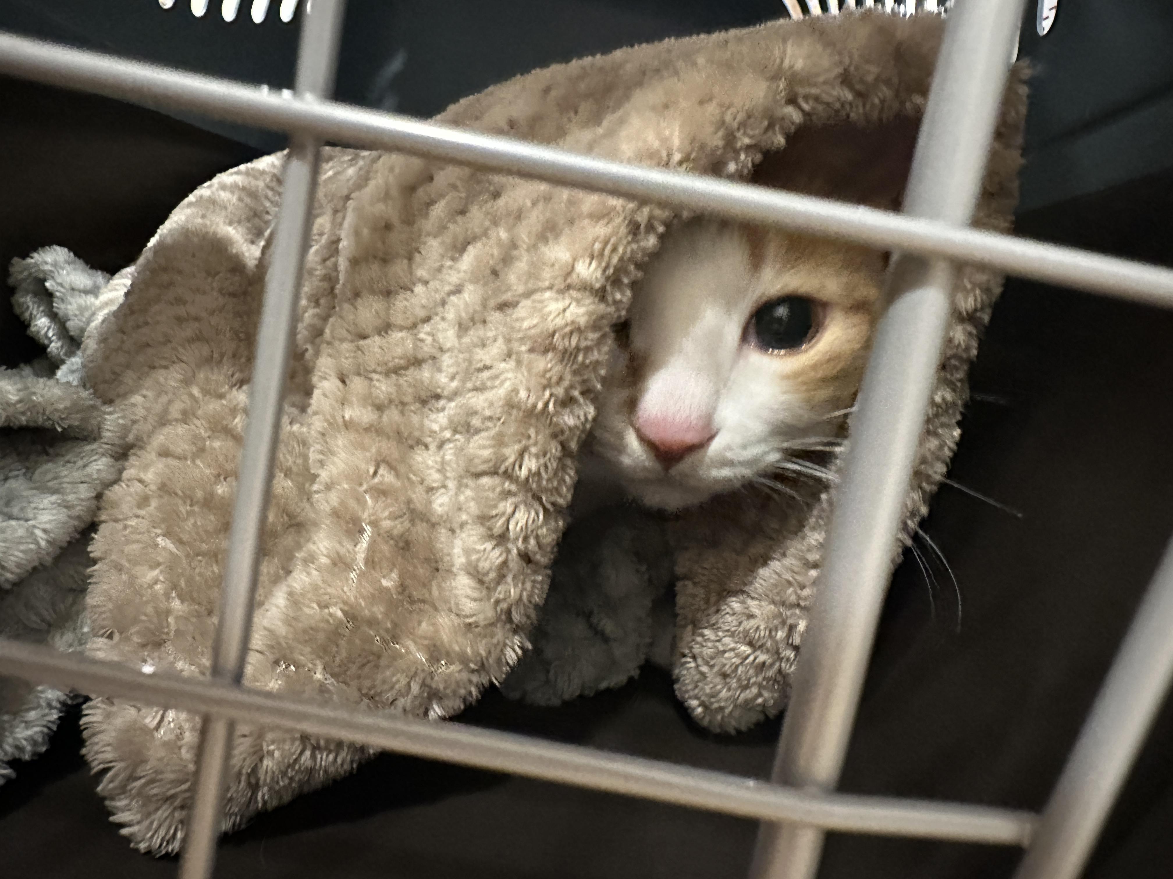 병원에_도착한_호야