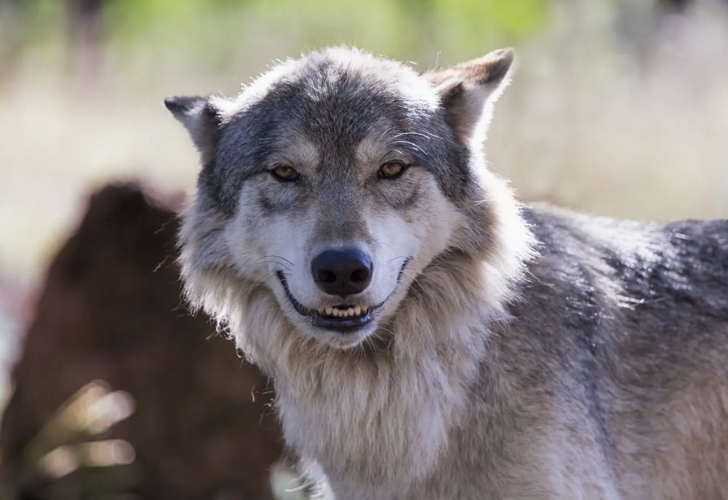 사자성어 양두구육 - 속을 알 수 없는 사람의 웃음을 경계하세요