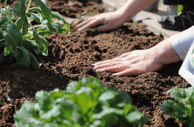 흙의 종류와 pH 이해하기, 정원 흙에 파종