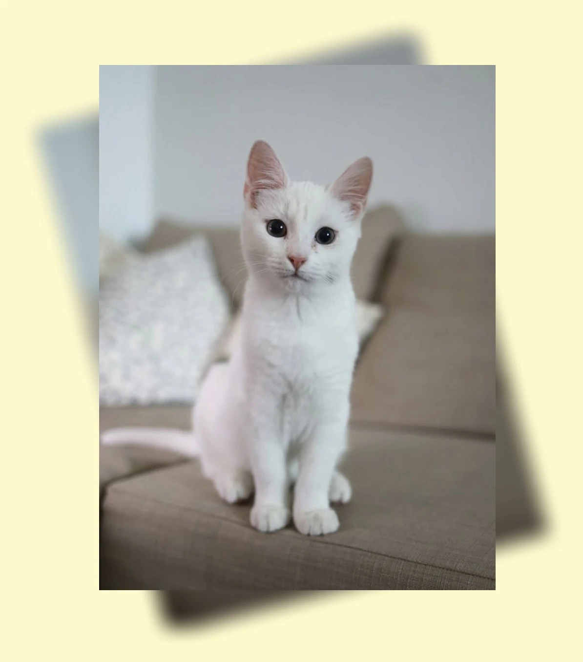 세계 고양이의 날_1_subsection