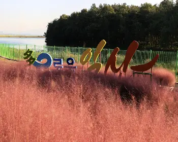 익산 천만송이 국화축제_20