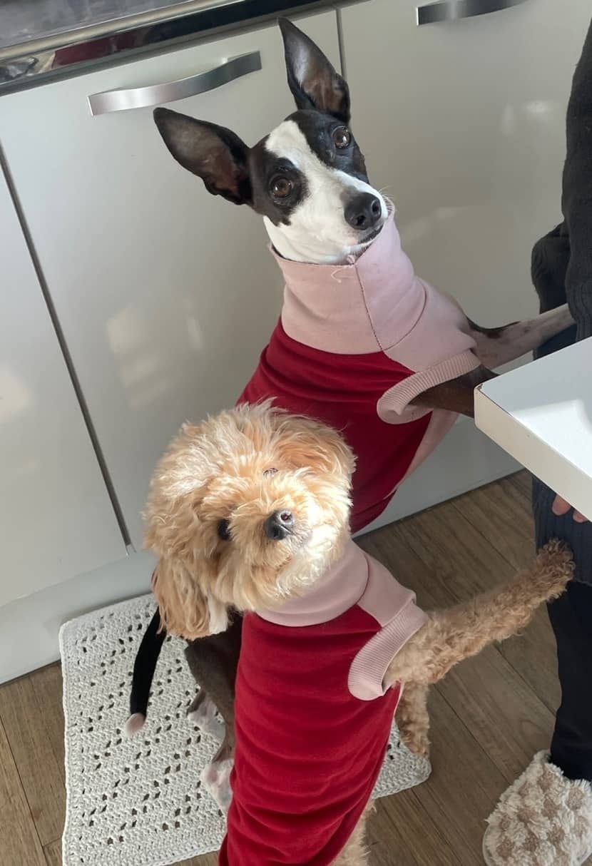 노령견 산책 가이드: 관절 보호를 위한 올바른 산책법