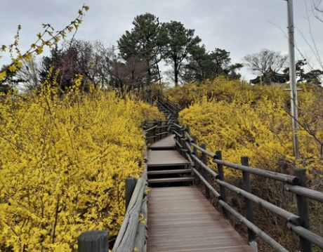 봄꽃 개나리꽃