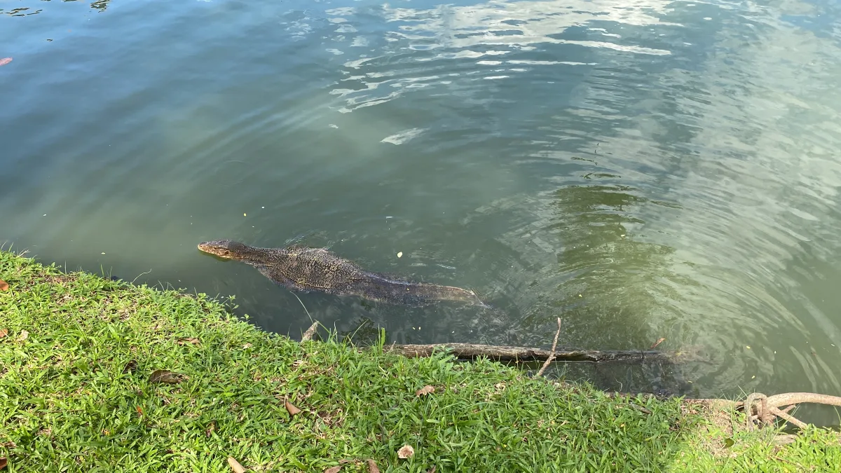 태국-방콕여행-물왕도마뱀-보며-산책하기-좋은-룸피니공원