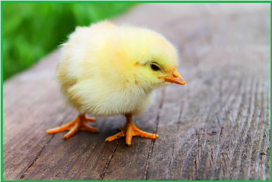 태아보험-가입시기-간단한-정리