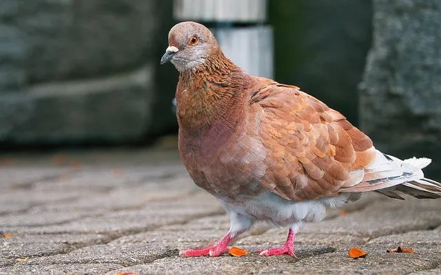 경증 장애인 복지혜택 정보_7