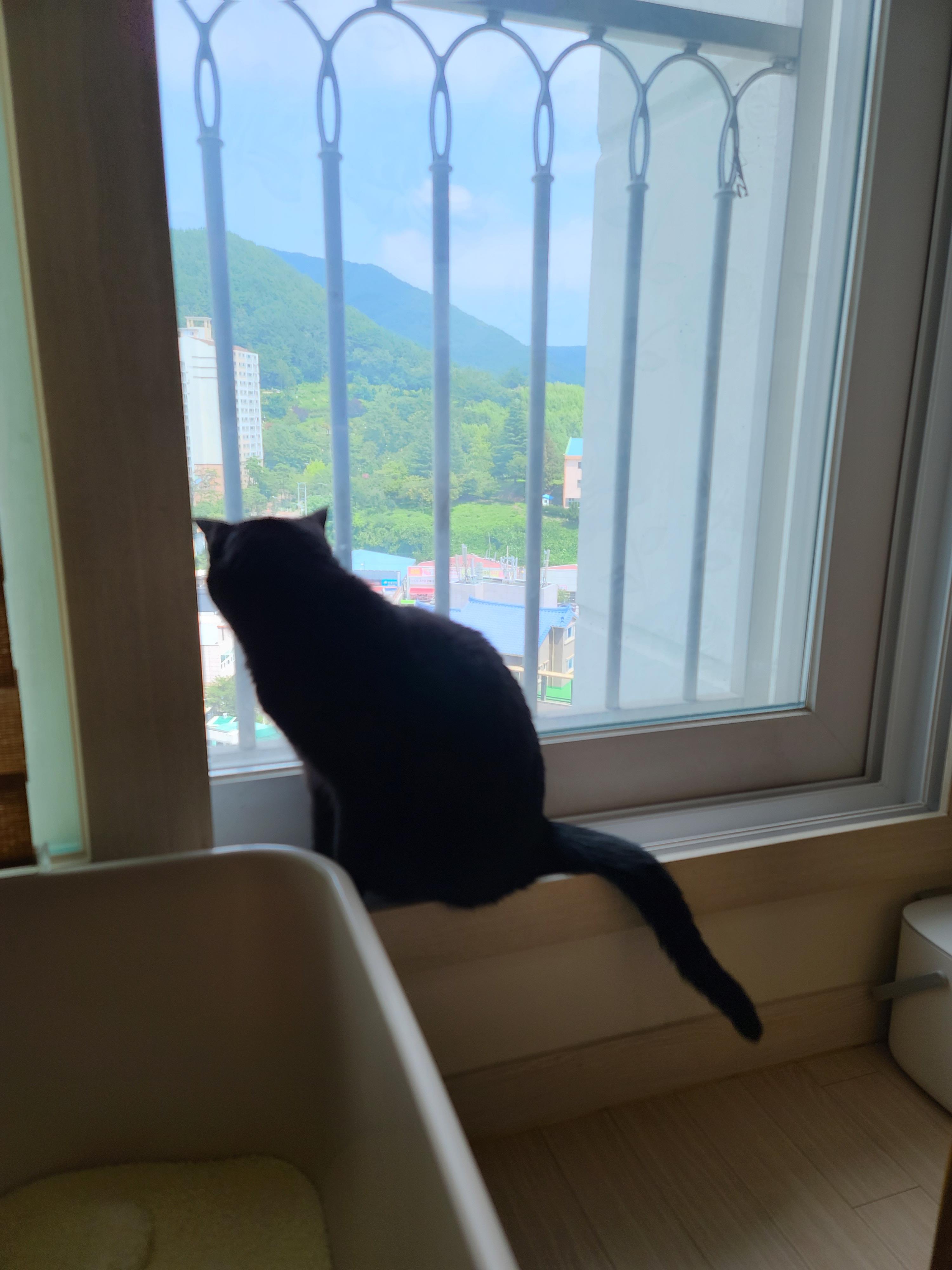 때가 되었다! 아이들 화장실 모래 전체갈이 한날.