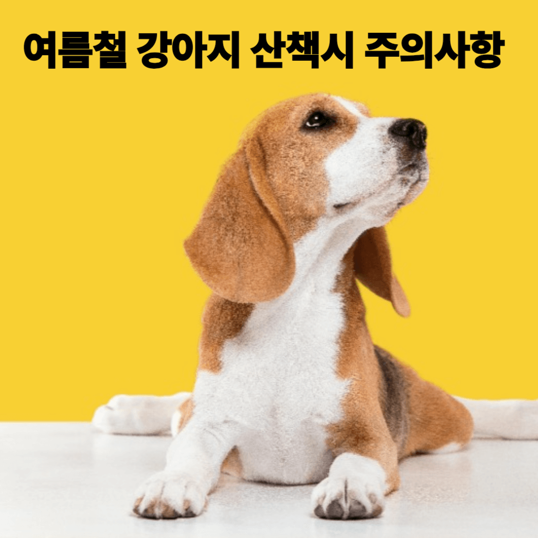 강아지 여름철 산책시 주의사항
