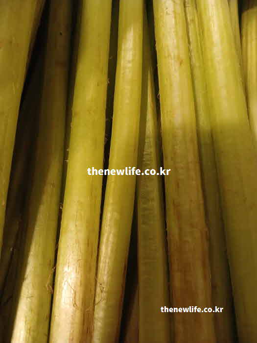 머위대 효능 장 건강 불용성 식이섬유