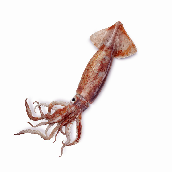 오징어 효능 및 부작용