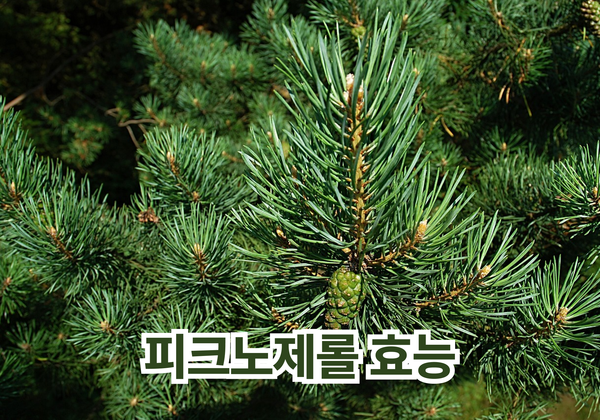 피크노제놀 효능 부작용 복용법