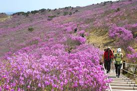  제 28회 비슬산 참꽃문화제 특징