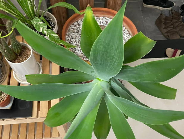 지구가 아플수록 더 잘 자라는 식물 – 기후위기 적응 식물 탐구