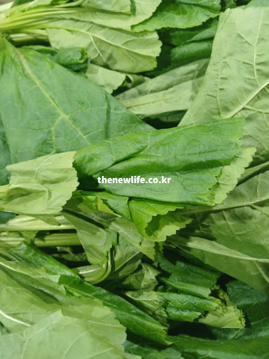 굵은소금으로 치대어 씻기 전, 풋내와 쓴맛을 품고 있는 싱싱한 아욱 잎과 줄기의 전체적인 모습