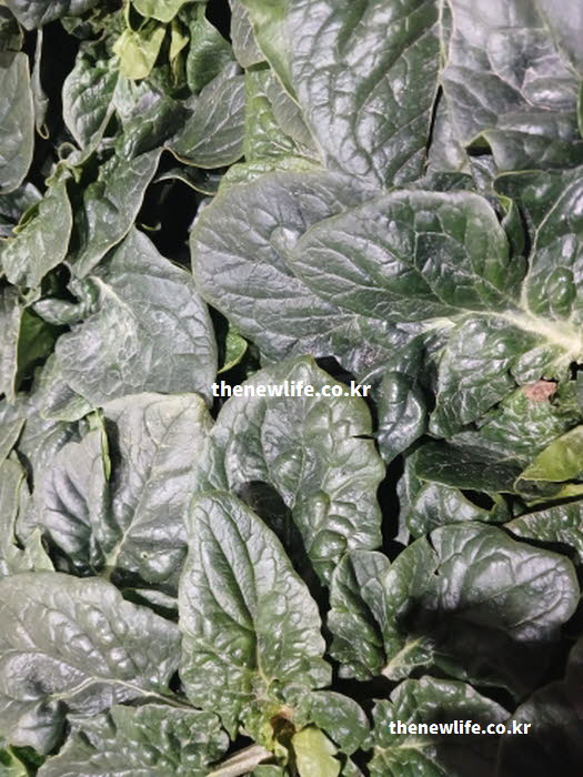 시금치 효능의 뼈 건강에 필수적인 비타민K와 칼슘이 가득한 실사진