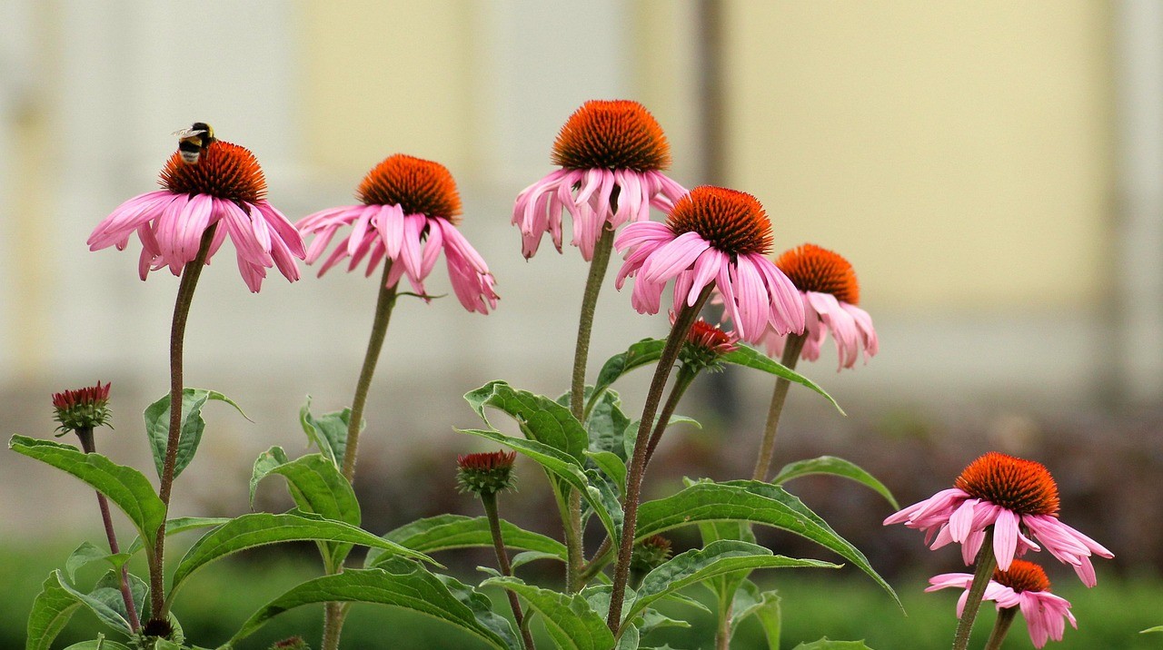 에키네시아 꽃 사진