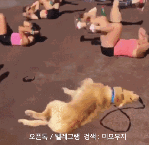 움짤