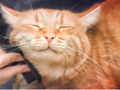 고양이를 안는 꿈 해몽 꿈풀이 해석 고양이꿈