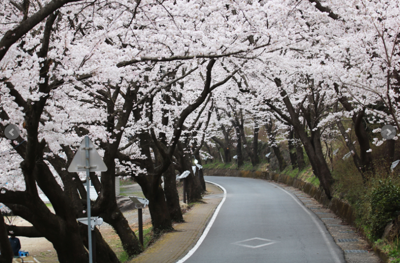 하동 쌍계사 벚꽃 축제