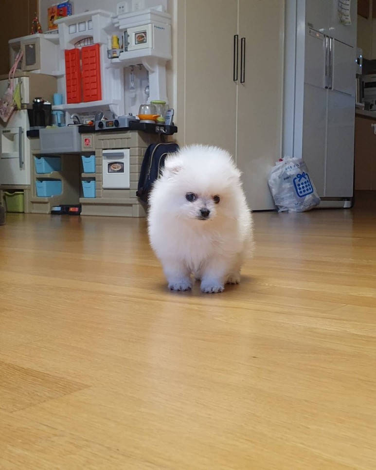 처음 입양한날의 토토