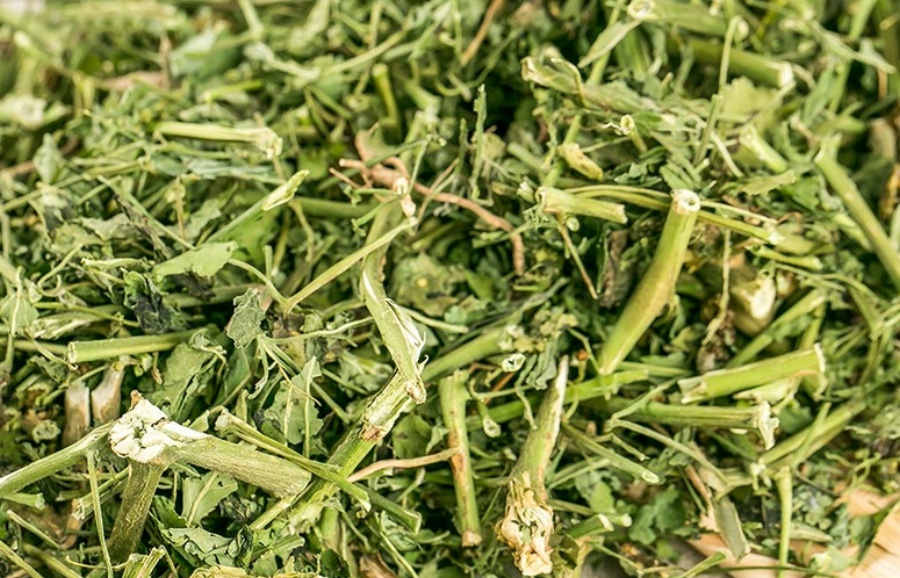 야생에서 채취를 한 까마중 줄기를 깨끗하게 세척을 하고 건조한 것을 잘라 놓은 것을 바닥에 수북하게 놓아두고 찍은 사진