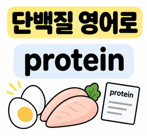 단백질 영어로 protein을 크게 보여주는 영어 단어 카드