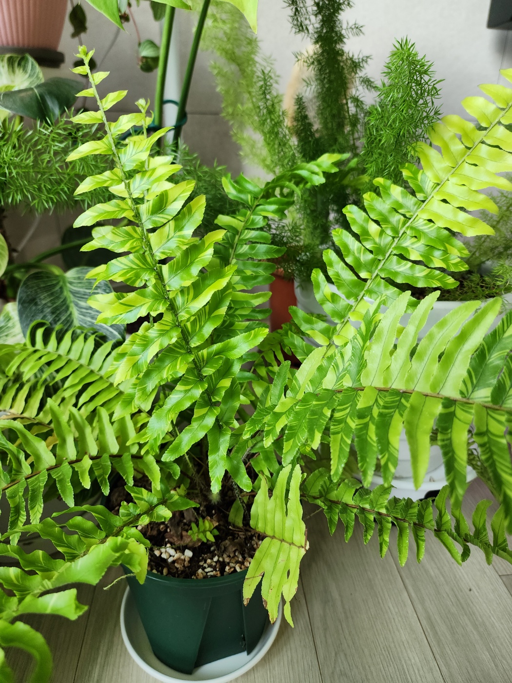 무늬보스턴고사리