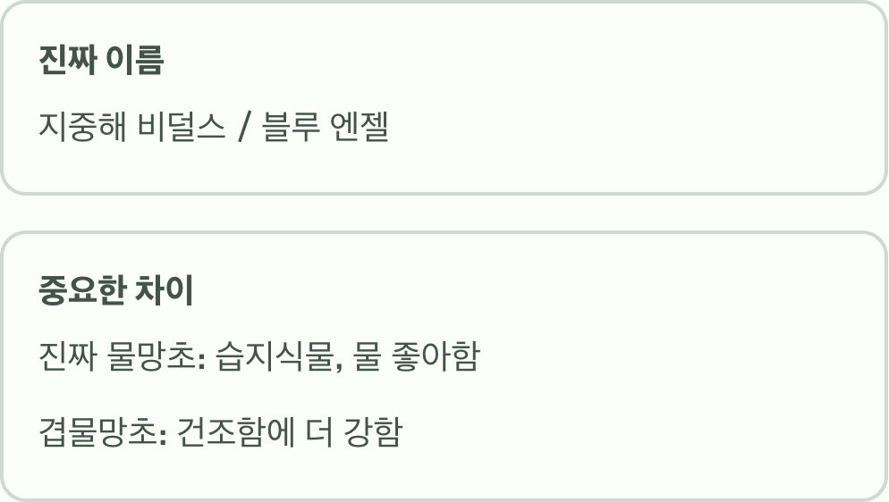 '물망초'라는 이름의 오해