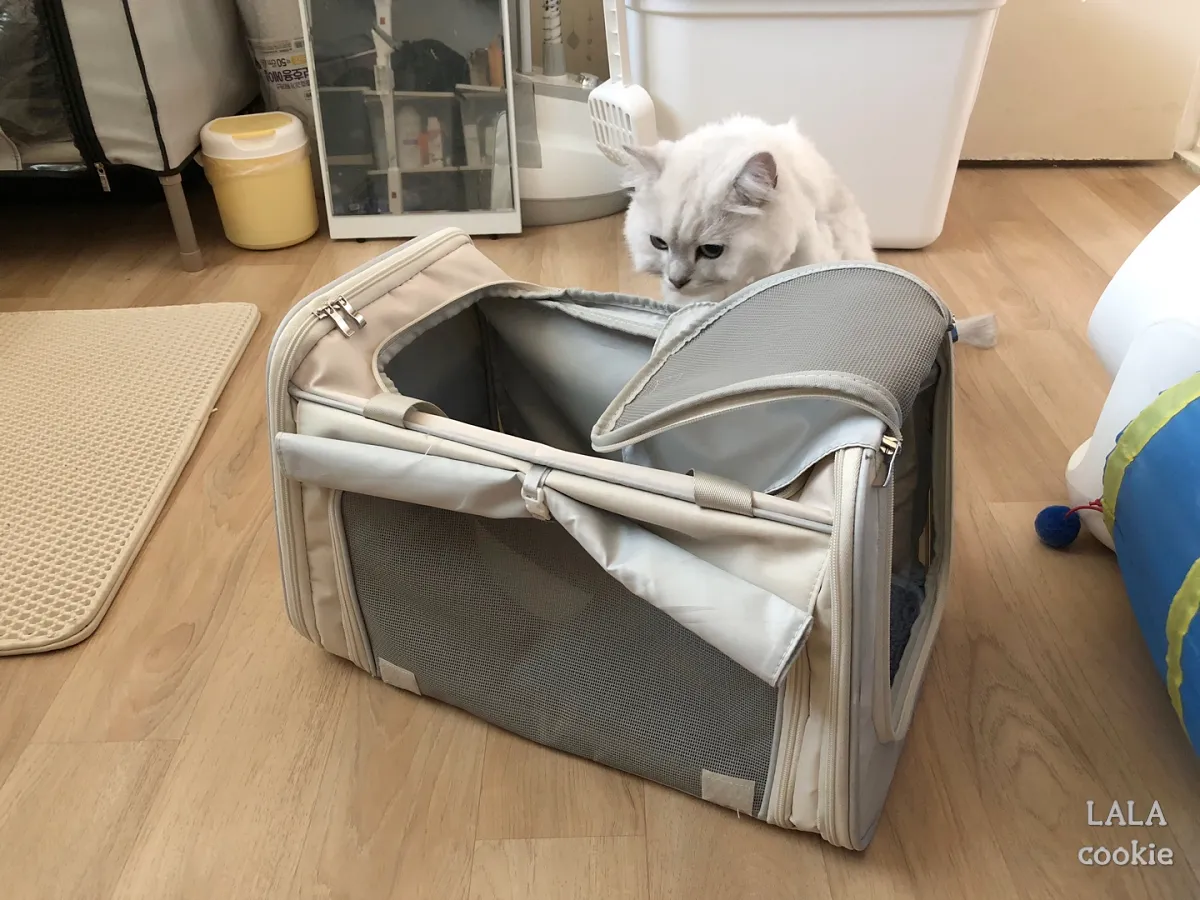 고양이-이동장-추천-천소재-이동장을-바라보는-고양이