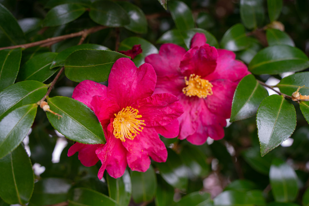 비밀의 숲 동백꽃