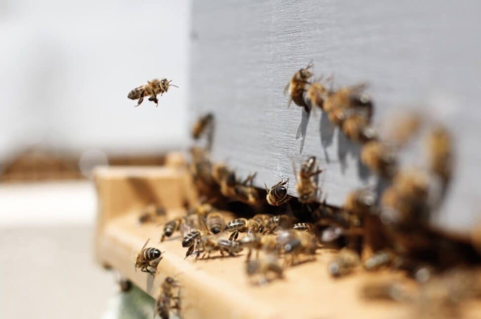 벌떼가 날아가고 있다
