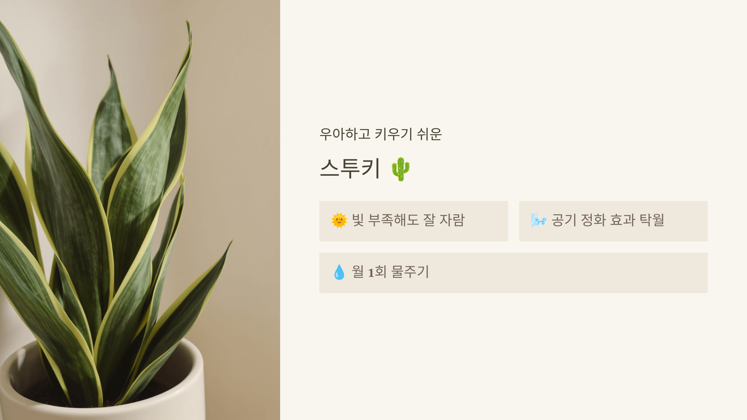 스투키