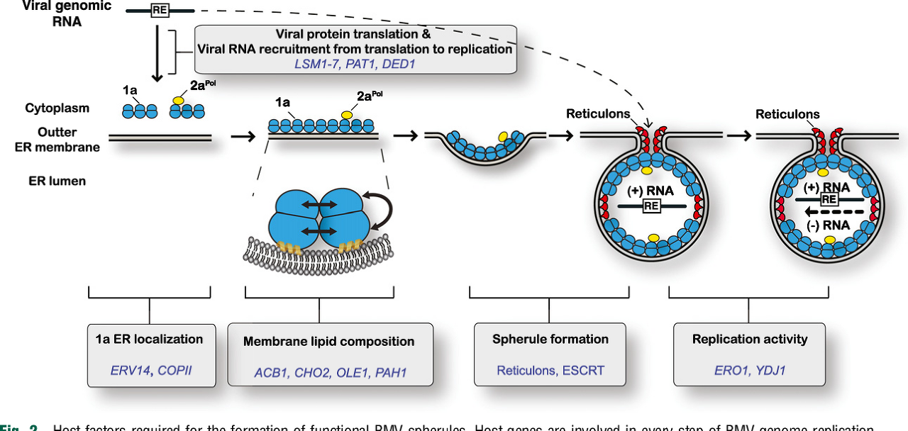 참새모자이크바이러스 조립