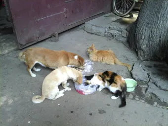 개 고양이 트라조돈 약물 사용 가이드와 주의사항 정리_14