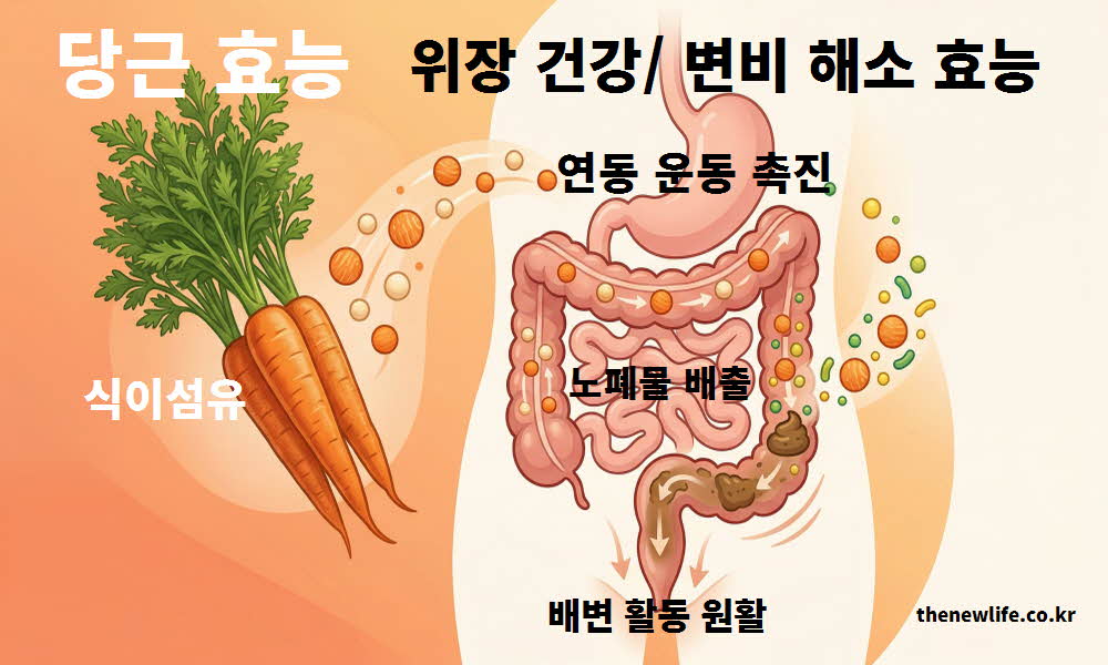 당근 효능 위장 건강 변비 해소