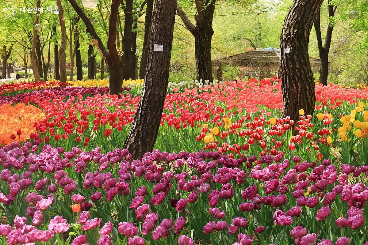 서울대공원 튤립 축제 
