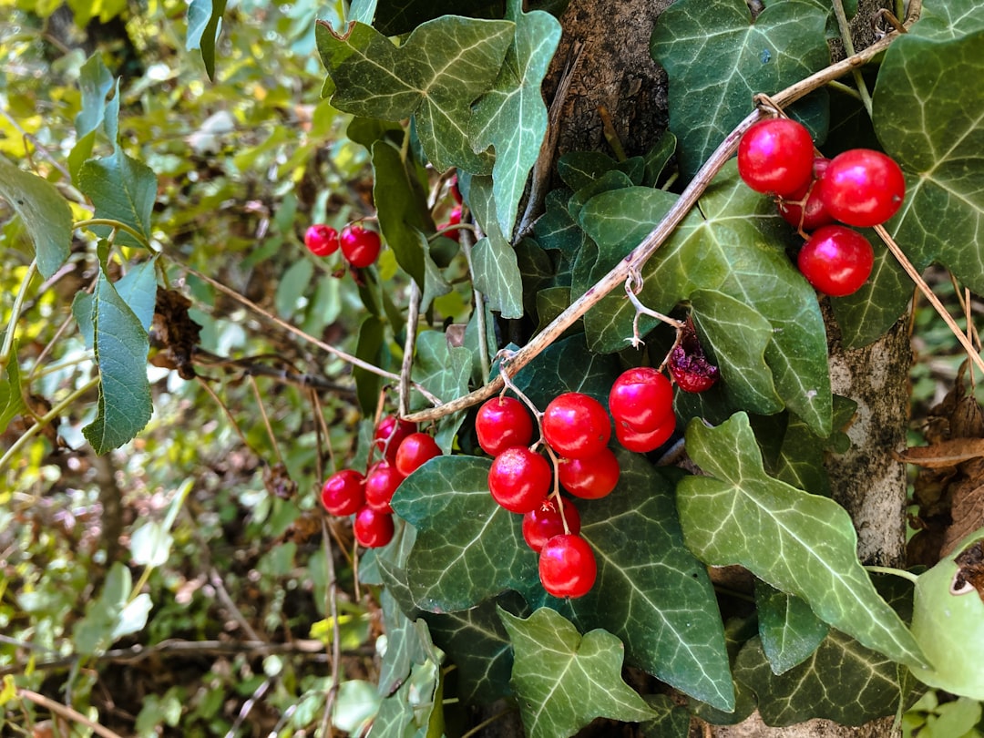 Cornelian cherry.