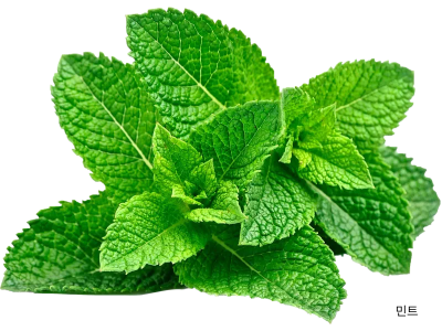 민트 사진