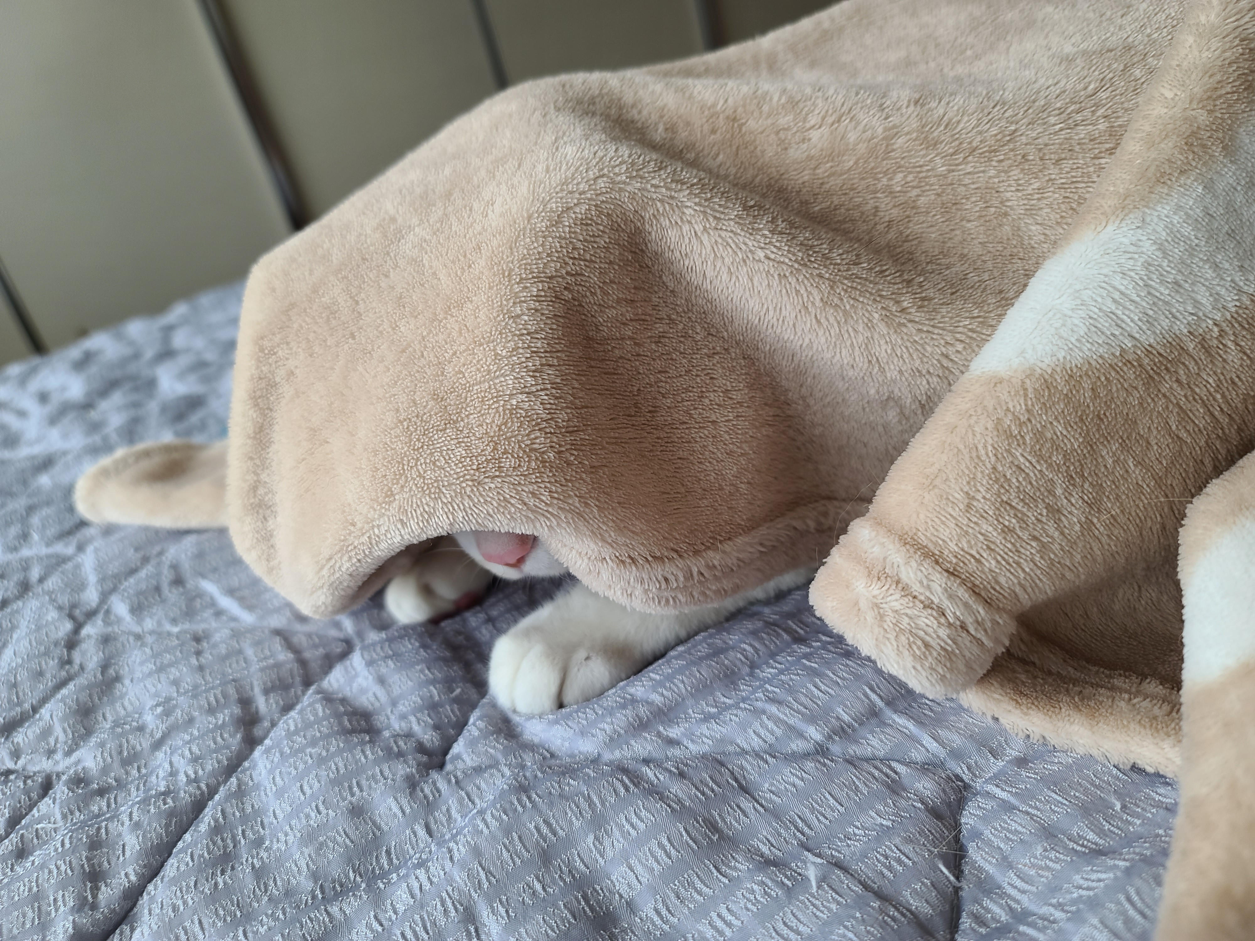 담요 스스로 들어가기 실패해서 무안한 막둥이.