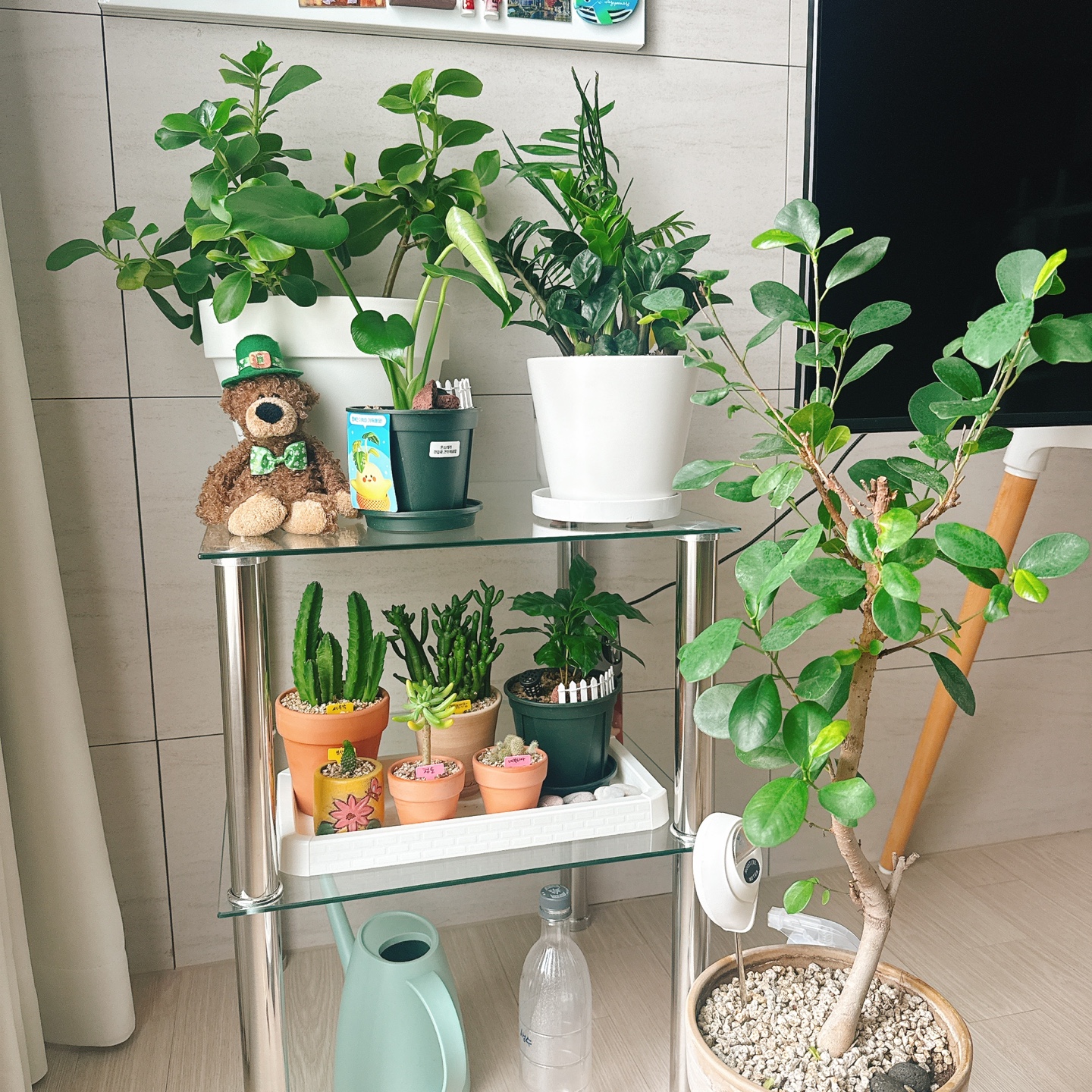 다육이, 커피나무,프랑스고무나무,몬스테라,보석금전수