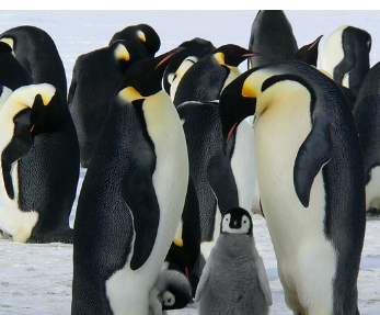 겨울철 무우보관법